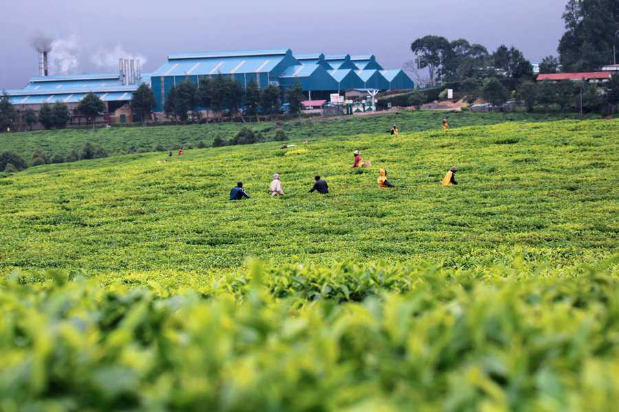 שדות תה ומפעל תה קופרטיבי