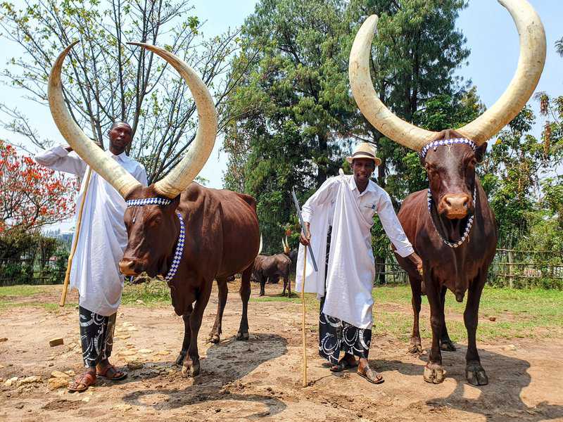 אינמבו (Inyambo) - הפרות המפוארות הללו היו חיות המחמד של מלכי רואנדה והיום מהוות סמל סטטוס למעמד הגבוה