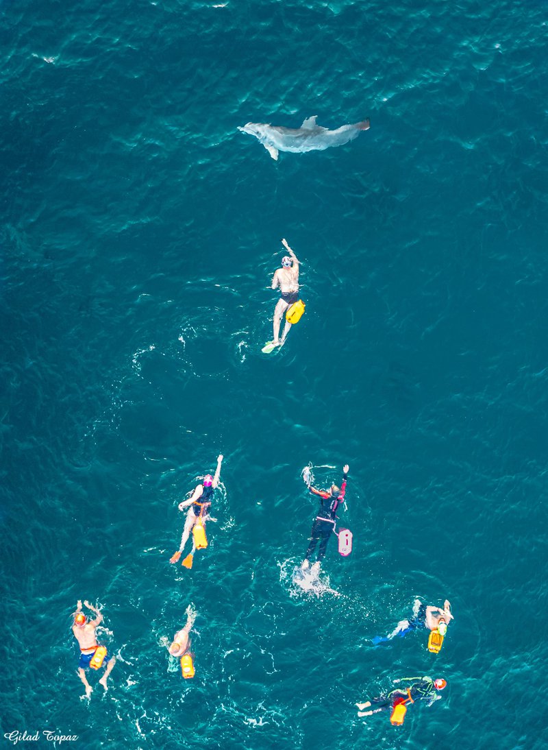 המרוץ לדולפין, זכתה בפרס בתחרות צילום רחפנים בינלאומית