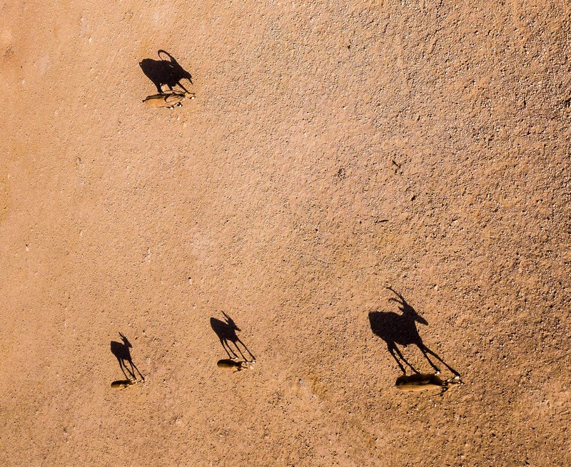 משפחת יעלים, השתתפה בתערוכת טבע מקומי 2018