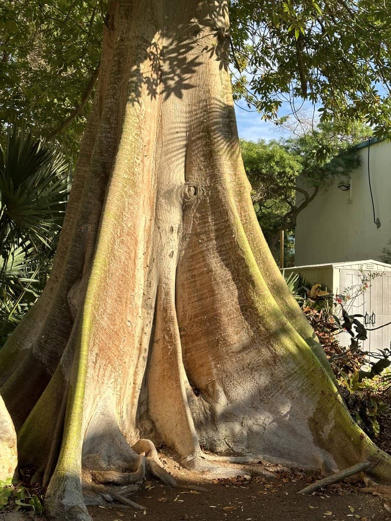 צייבה מחומשת