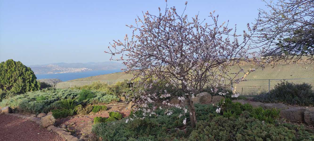 מצפה אפיק. שקדיות ותצפית על הכנרת | צילום: סימי שאואר