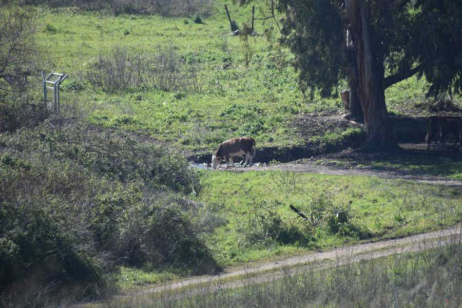 פרה שותה ממי נחל דליה | צילום: מילי שאואר