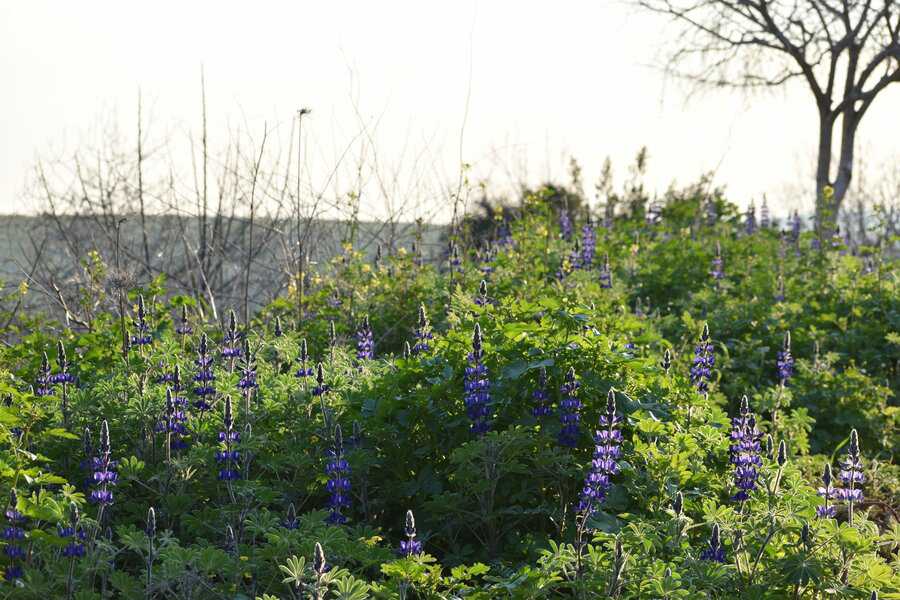 פריחת תורמוסים בקיבוץ דליה | צילום: מילי שאואר