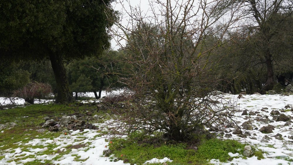 יער אודם אחרי השלג | צילום: שאטרסטוק