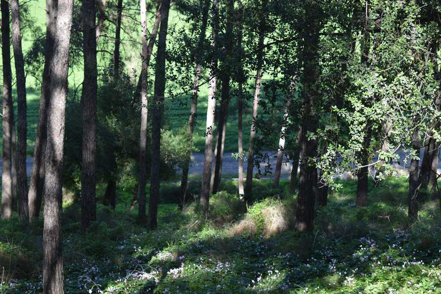 גבעת הרקפות מכוסה במרבדים עצומים של רקפות | צילום: מילי שאואר