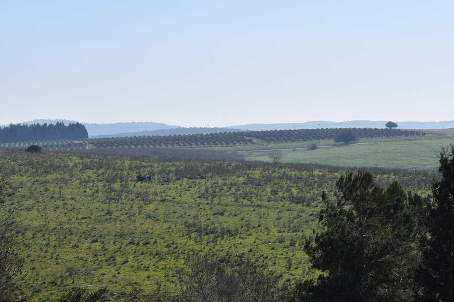 נוף טיפוסי ברמות מנשה | צילום: מילי שאואר