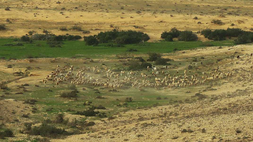 מדי יום אני יוצא לטייל עם הג'יפ וברגל, ופוגש על הדרך בדואים עם עדרי עיזים, חמורים וגמלים