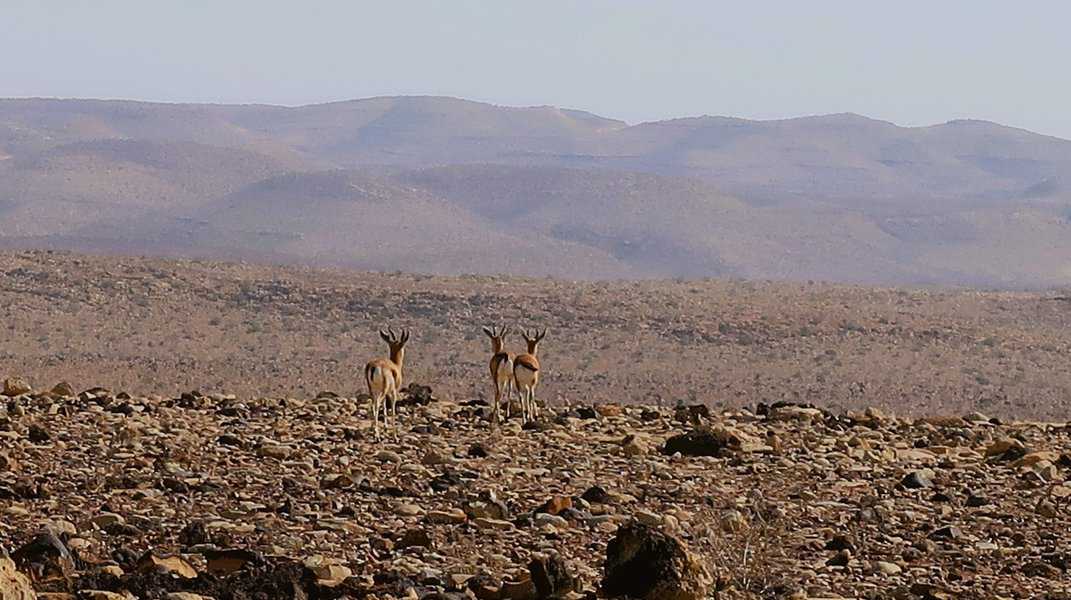 עכשיו חורף בעזוז ונעים לטייל במדבר. אני אוהב לחוש את צינת הבוקר