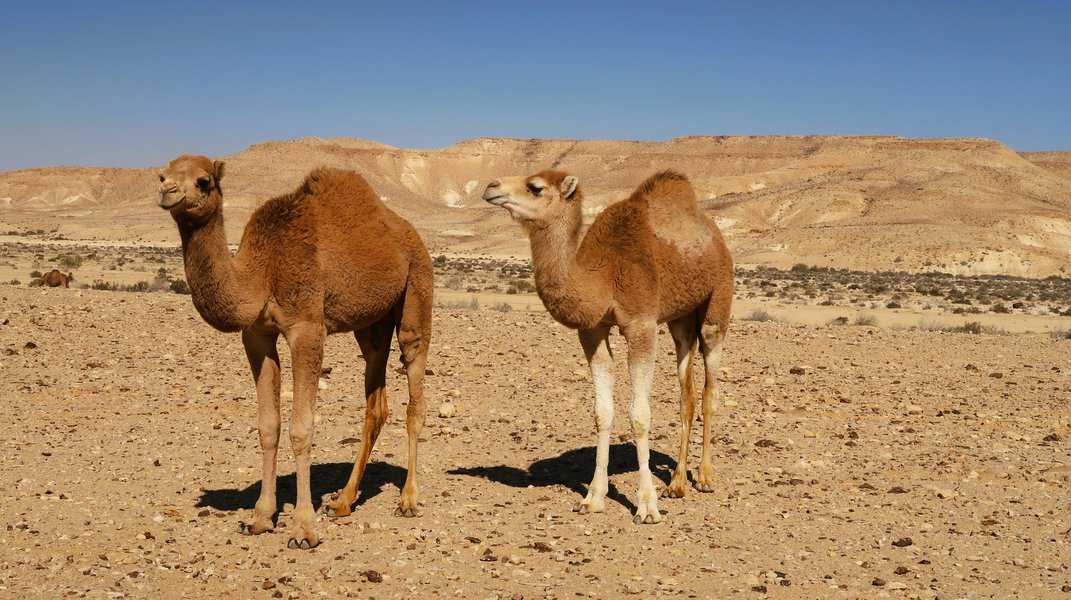 שני בכרים צעירים ניגשו לעבר הג'יפ והתבוננו בי בסקרנות תמימה. צמר רך עיטר את פניהם כמו ילדים שחתימת זקן צומחת להם בפעם הראשונה