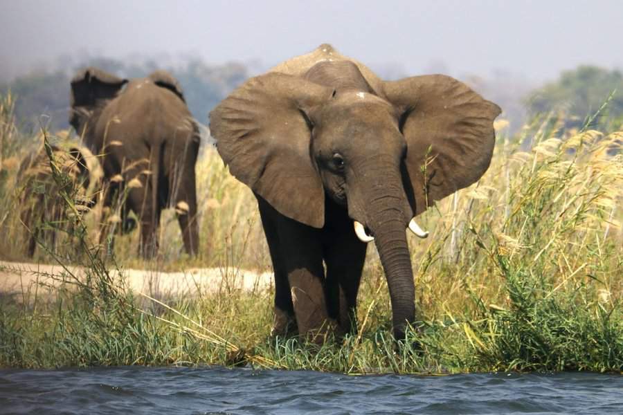 צילומי טבע מאפריקה. היבשת השחורה מטילה אימה על רבים ומהלכת קסם על אוהביה. צילומים: גילי חסקין