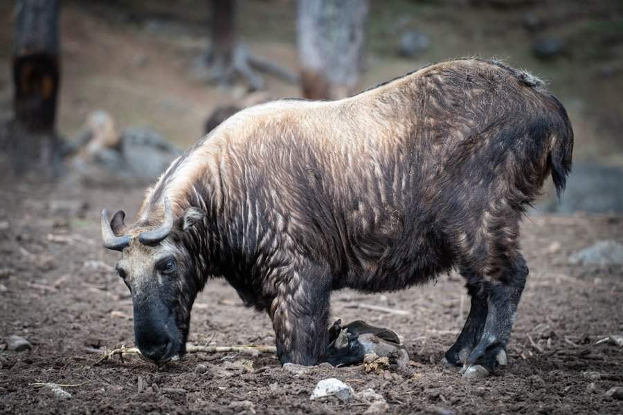 טאקין – החיה הלאומית של בהוטן