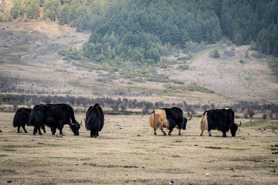 עדרי יאקים חיים בבהוטן בגבהים שמעל ל-3000 מטר. באמצעות גללי הצואה המיובשים שלהם, ניתן לחמם את הבתים ולבשל, שכן בגבהים אין עצים