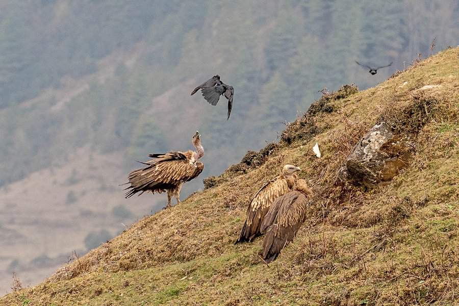להקות נשרים בבהוטן