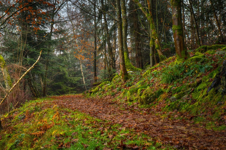 שביל הליכה בהר מרקור. הצצה לטבע המופלא של היער השחור | צילום: שאטרסטוק