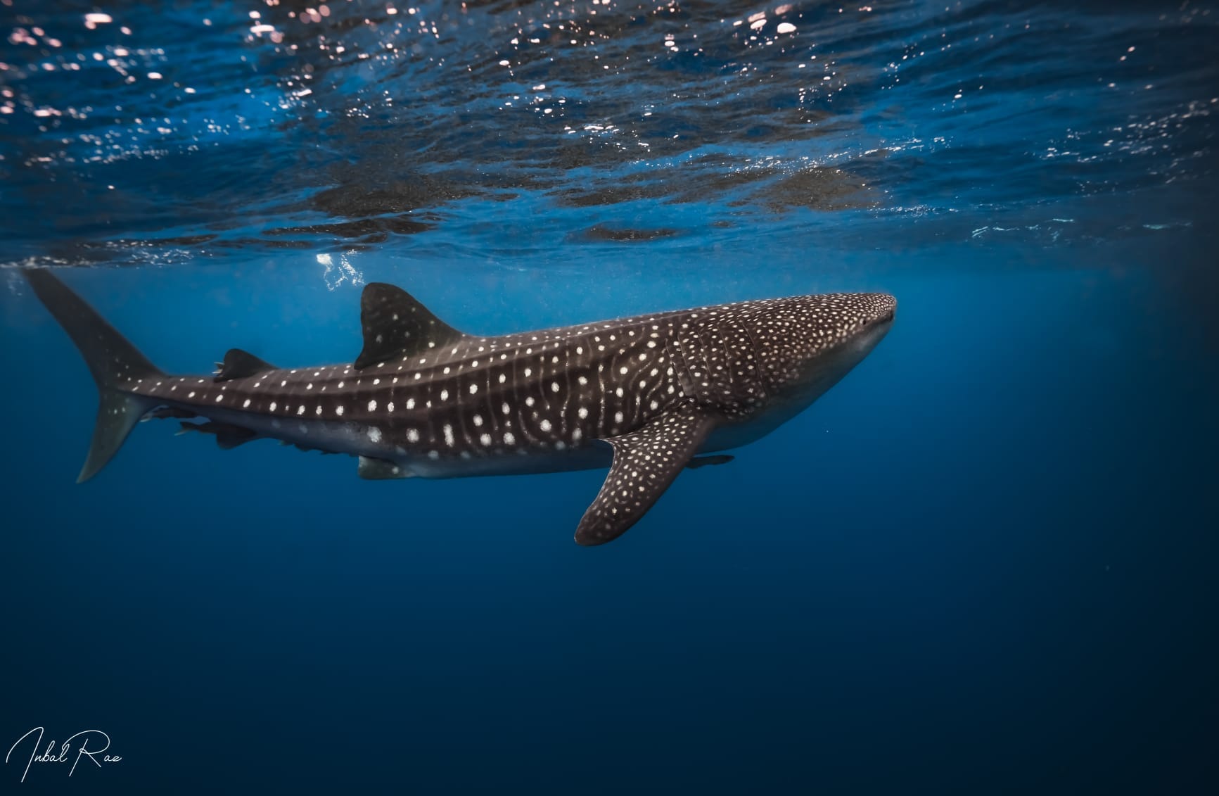צילום: ענבל רז כריש לוויתן - הוא היה ענק, כעשרה מטרים אורכו, ויפה, עם העור האפור כהה והנקודות הלבנות המסודרות שלו, והוא שחה לאט