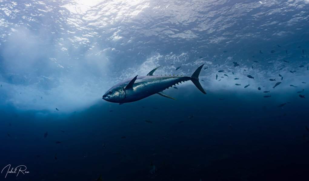 צילום: ענבל רז דג טונה ענק כסוף מבריק עם משיחת מכחול צהובה בסנפיריו חולף על פני מרחק מטרים ספורים. פסטורלי משהו, גן עדן מתחת לפני הים