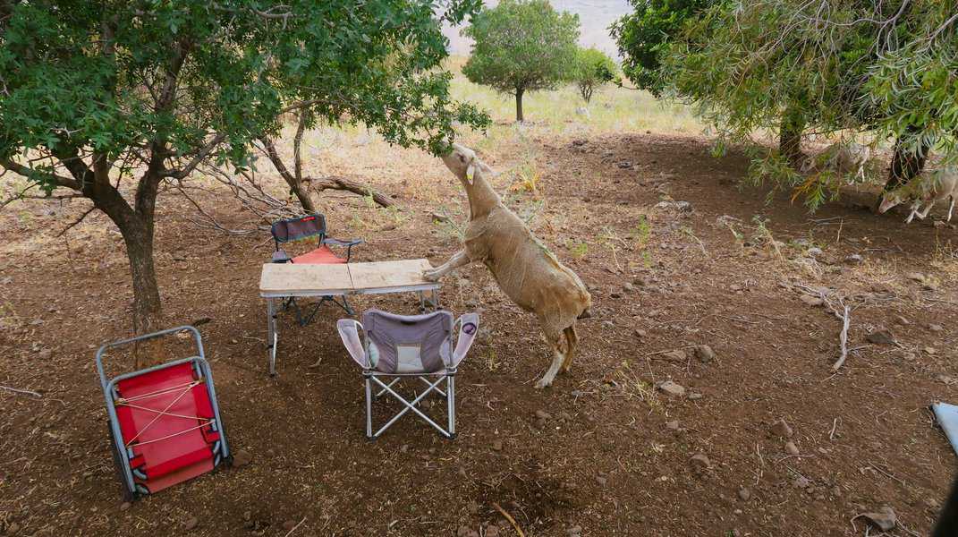 הכבשים הן שכנותיי לשטח המרעה