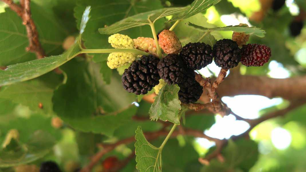 חסיתי בצל עץ תות ענף, צפיתי בחסידות בעודי זולל תותי עץ שחורים מתוקים ושופעי מיץ