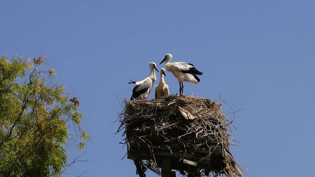 נסעתי לפי ההוראות שלה, ימינה לאחר הכניסה בשער ולאורך הגדר עד שהגעתי לקן ובו שלוש חסידות, כמעט כמאמר שירו של ביאליק. ניסיתי לנחש מי הבוגרים ומי הגוזלים שהרי שלושתם נראו לי גדולים למדי. פעם אחד נראה צעיר ופעם השני