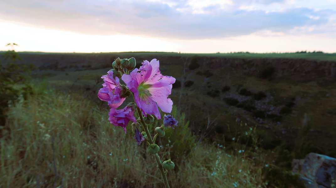 חוטמית על רקע נחל אל על