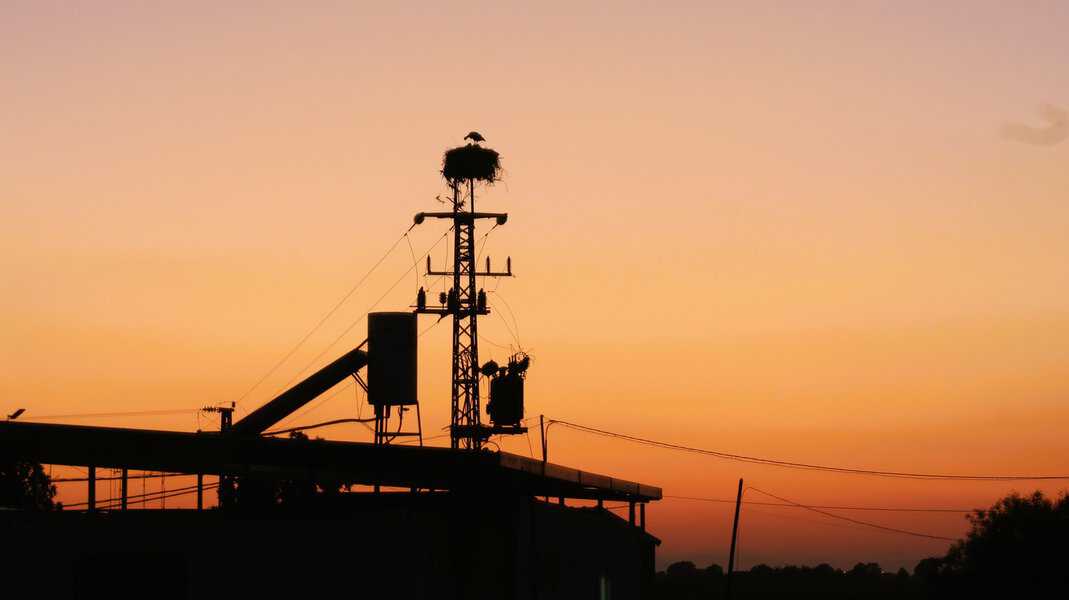 בעונת האביב חוזרות גם החסידות ממסעות החורף לאפריקה ובונות את קיניהן על ארובות וצריחי כנסיות ברחבי אירופה. בנעורי כבר זכיתי לראות את קיני החסידות על עמודי החשמל של רמת מגשימים מן הכביש העובר בצד המושב