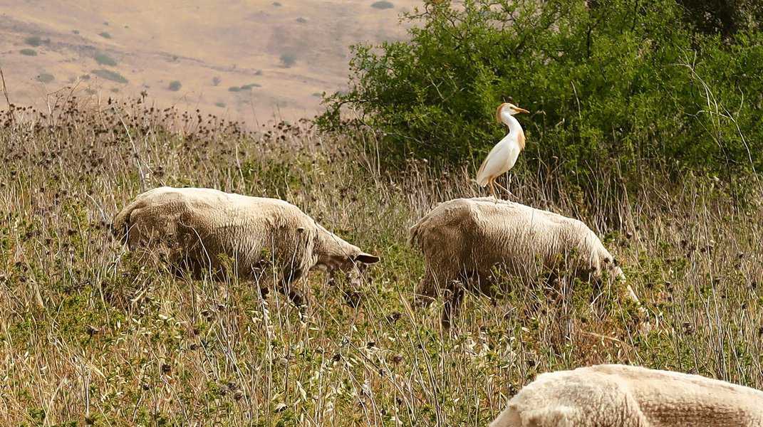 "החיים של אבי כנוקד היו קשים ולא מתגמלים" סיפר לי יותם "כל ערב ספרנו את הכבשים שחזרו למכלאה, כמעט תמיד היו חסרות, וביום שישי היה את הטקס הקבוע שאמא מחכה עצבנית עם הארוחה ואבא עם אחד מאיתנו מחפשים כבשים אבודות"