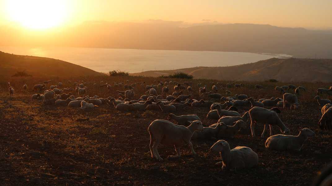 רמי בן צבי הגיע לישוב גבעת יואב כדי לגדל כבשים וקיבל חזקה על שטח מרעה ומעיין המשקיפים אל ים כנרת