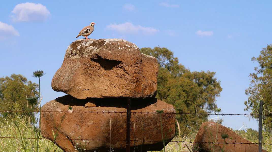 חוגלה על סלע