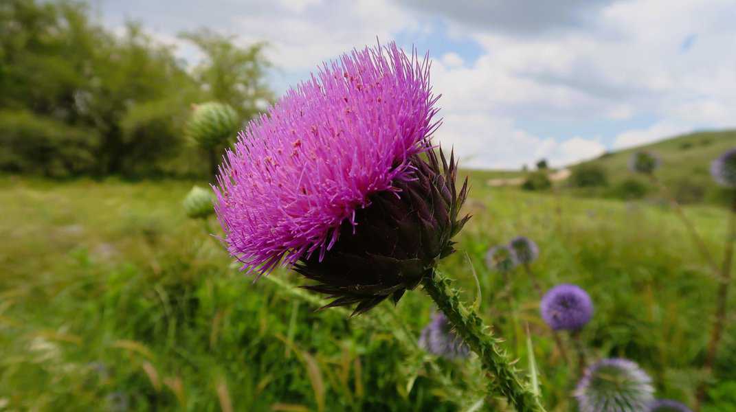 פארק עשבוני פתוח שצבעיו משתנים מירוק מנוקד בפרחים צבעוניים בחורף