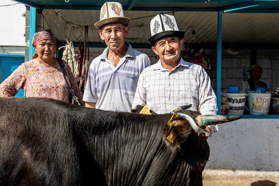 הבעלים הגאים של פר חדש חובשים את הקאלפק - הכובע הקירגיזי המסורתי, עשוי מצמר כבשים ועליו עיטורים מסורתיים שמגלים את הייחוס השבטי