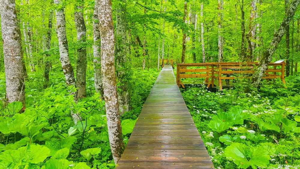היער הראשוני בפארק הלאומי ביוגרדסקה גורה