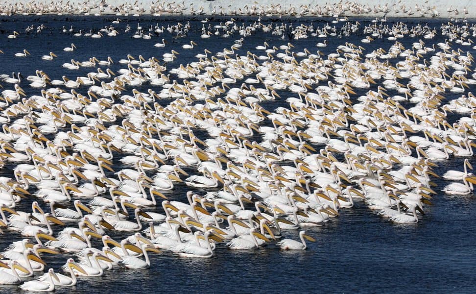 שקנאים בהמוניהם באגמון חפר | צילום: Gil Cohen Magen / Shutterstock.com