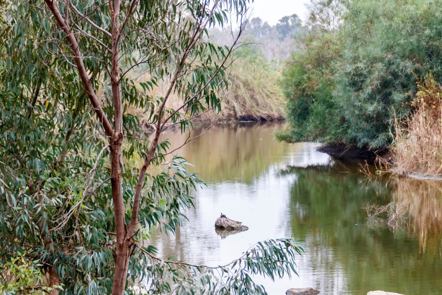 נחל שורק. מים, אקליפטוסים וצבים
