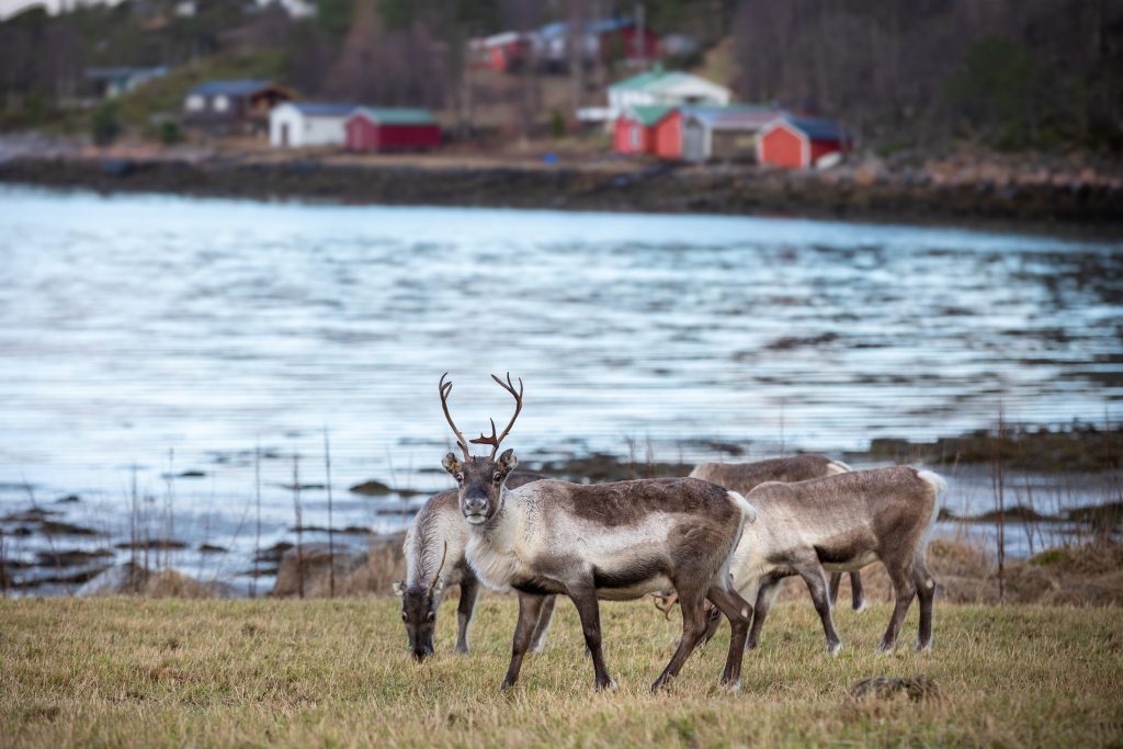 צבאים מסתובבים חופשי בחצר הבית