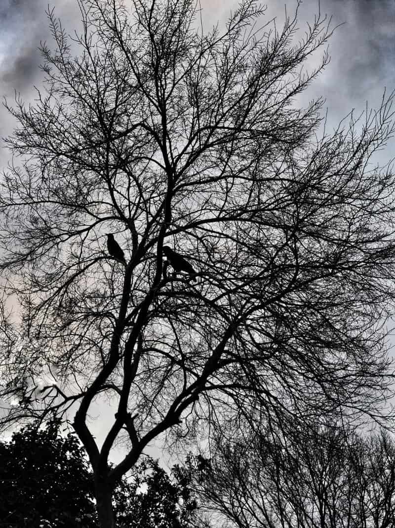 חנה זמורה. בצילום השתמשה חנה בשני כלי עריכה. הראשון הוא המרה לשחור לבן. במקרה הזה הצבעים המקוריים עומעמו ונוספו לתמונה דרמה, קונוטציות של חורף-סתיו, עצב ועגמומיות. כלי נוסף בו השתמשה חנה הוא "תיקון". חנה העלימה עיגול שחור שהפריע בצד שמאל בתמונה. בזכות כך אנחנו מקבלים קומפוזיציה שלמה. כלי עריכה מותרים לשימוש באופן מוגבל בצילום גאוגרפי, אך בקורס למדנו את השימוש לצרכים אישיים עבור המשתתפים.