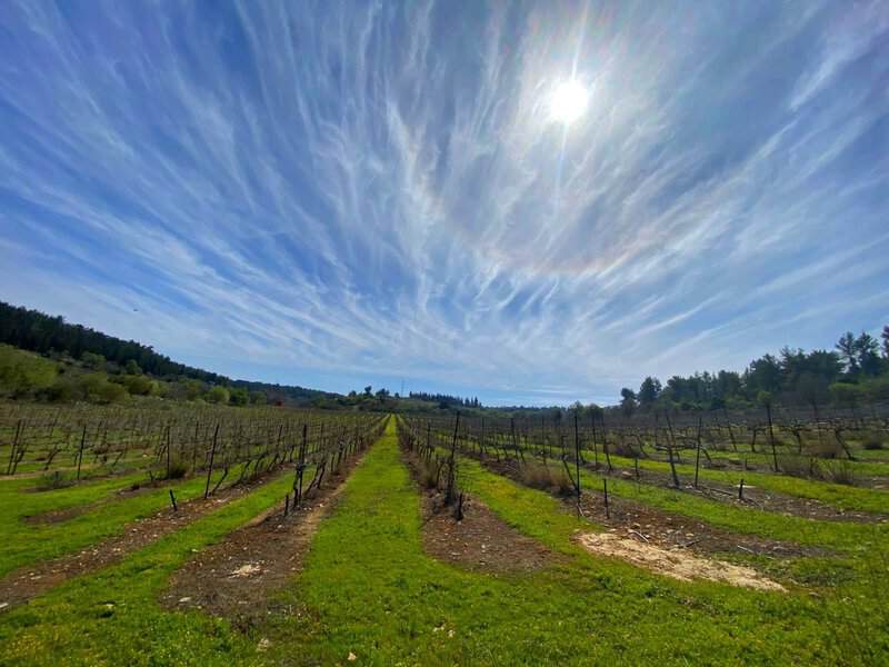 יעקב חפץ. שמיים עם ענני-נוצה, כרם עם שריגי גפנים, דשא ירוק המקשט את הקרקע ונוף שנמשך פנימה לעבר האופק. לפעמים, כל מה שצריך בשביל לצלם תמונה יפה זה להגיע למקום הנכון בזמן הנכון, כמו שיעקב עשה בתמונה הזו.