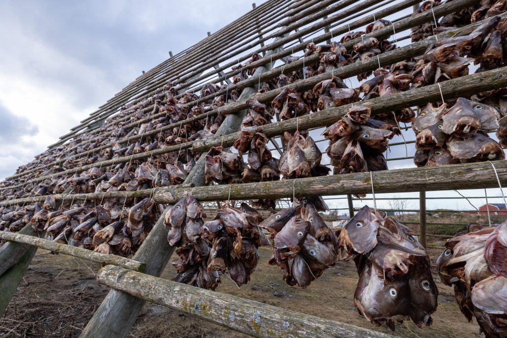 מתקן ייבוש דגי בקלה