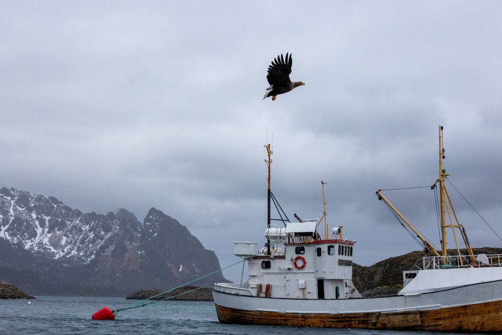 הציפורים המרשימות חגו מעלינו, צללו ושלו את הטרף