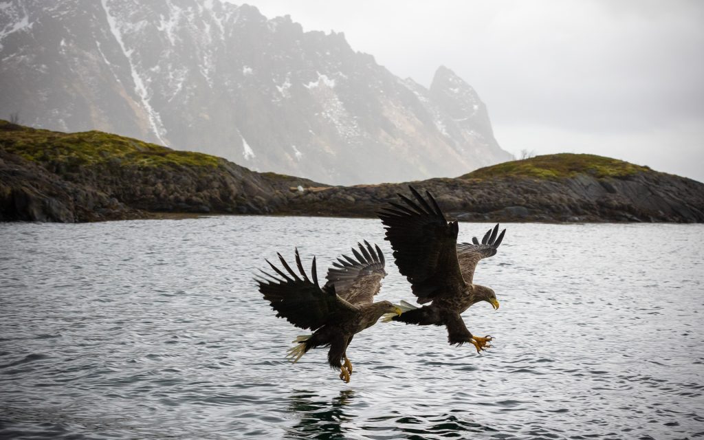 הציפורים המרשימות חגו מעלינו, צללו ושלו את הטרף