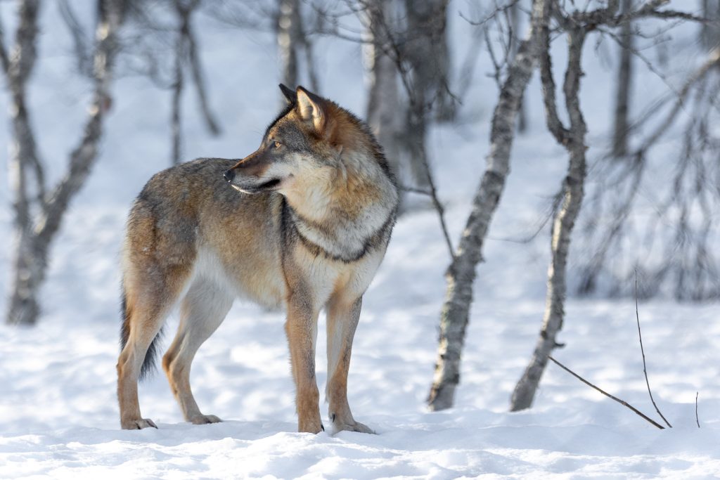 זאב ב-Polar Park, פארק החיות הצפוני בעולם