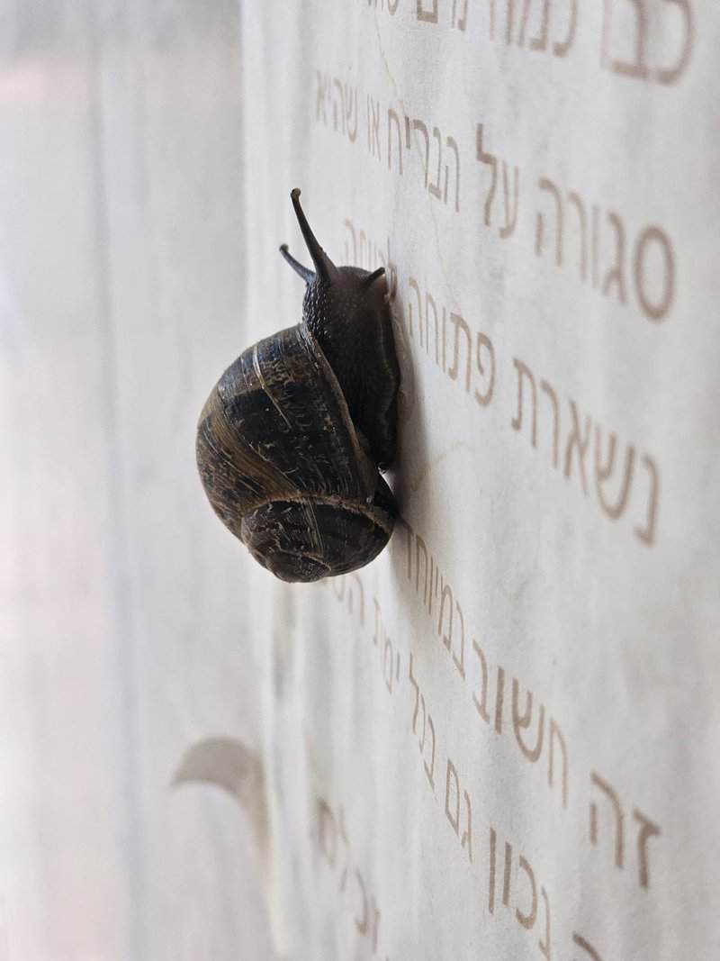צבי טוקש. התמונה שצילם צבי, מעבר לאיכות טכנית טובה, רקע עדין ואובייקט צילום מעניין, מראה לנו גם הולכת עין באמצעות הטקסט הכתוב, ומעלה רגש של שעשוע תהייה: מה קוראים חלזונות?