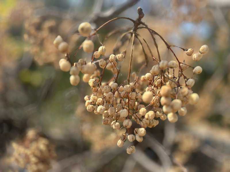 צפריר גוטרמן. פירות האזדרכת שצילם צפריר מראות לנו את איכות הצילום הנהדרת אליה אפשר להגיע בסמארטפון. אם יודעים להשתמש בעדשות נכון, לנהל את עוצמתו של מצב הפורטרט/הדיוקן, לבחור נושא וגם רקע שישלים אותו - אז אפשר לצלם תמונות עם חזות אסתטית נפלאה.