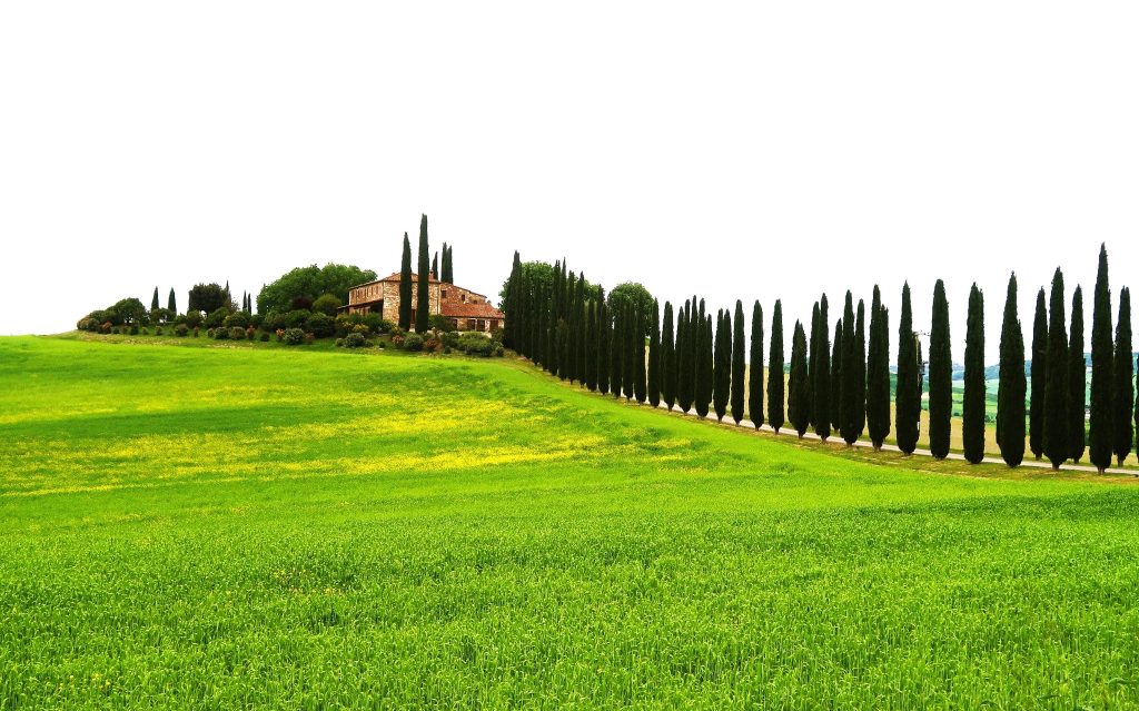 כרמי הגפנים המלבלבות באביב, עצי הברושים ושדות התבואה