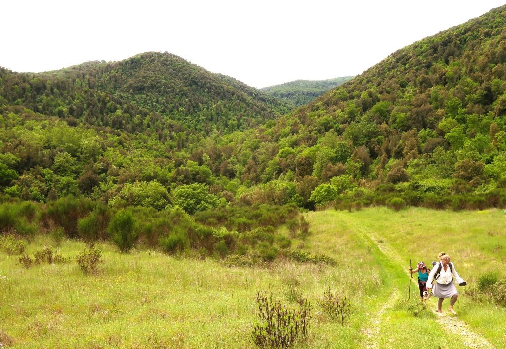 הליכה ארוכה בין יער טבעי, שדות וכרמים, בתי חוות וכפרים קטנים
