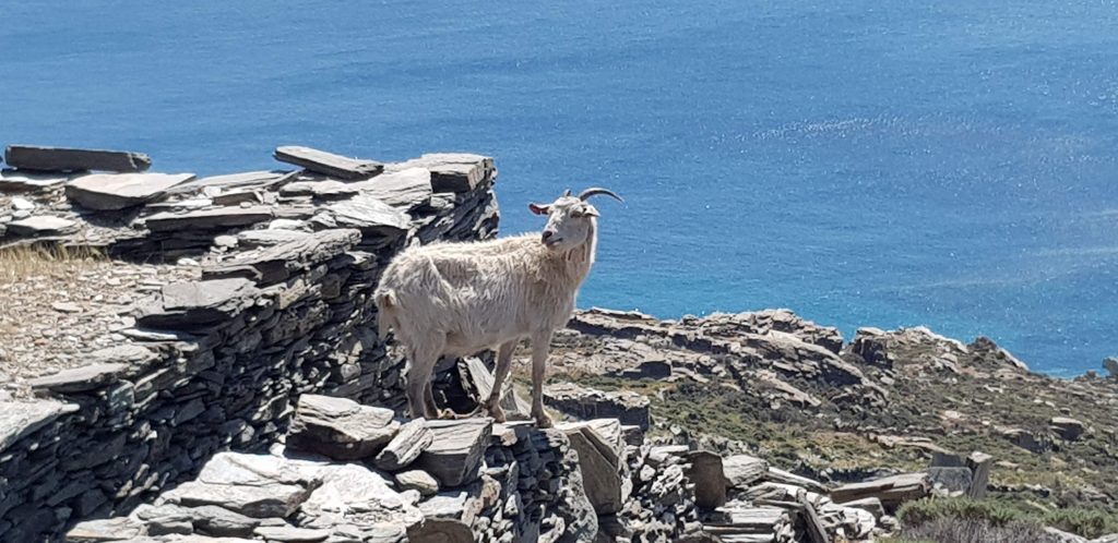 המטרה היתה לחיות בשקט ובשלווה, קרוב לטבע, לאדמה ולים