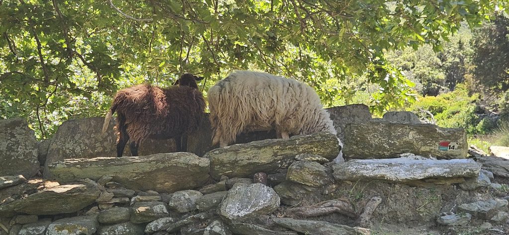 לכולם באנדרוס יש כוורות, כבשים, עזים ותרנגולות