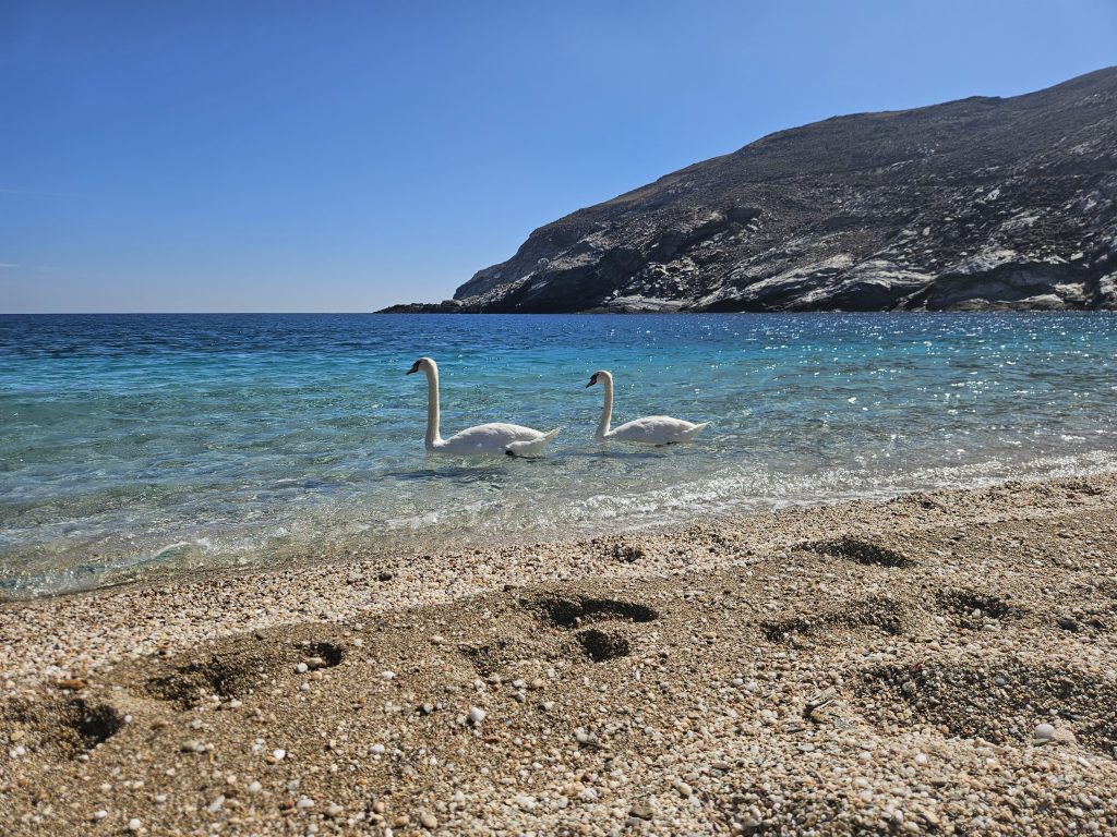 כאשר הגענו לאי התאהבנו בו ממבט ראשון