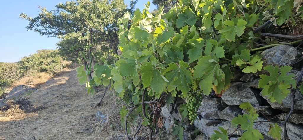 שנינו, פסקליס ואני, רוצים את אותו הדבר - לעבד אדמה, לראות אותה מניבה ירקות ומצמיחה עצי פרי ופרחי בר