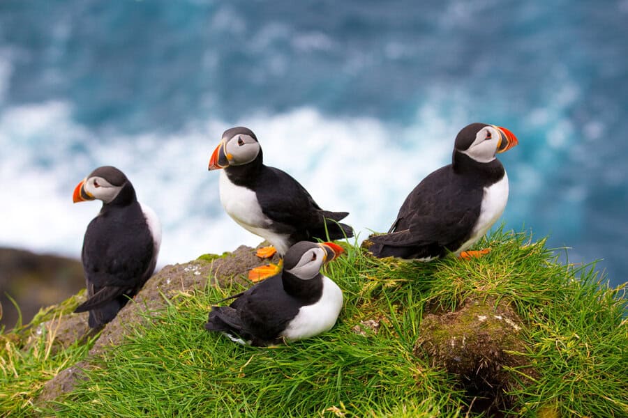 תוכוני ים על הצוקים באיי פארו